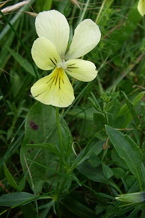 Viola lutea \ Vogesen-Veilchen, Gelbes Alpen-Stiefmtterchen / Mountain Pansy, F Vogesen/Vosges, Grand Ballon 12.7.2008