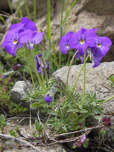 Viola valderia \ Seealpen-Veilchen / Piemontain Violet, F Col de la Bonette 8.7.2016