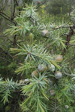 Juniperus oxycedrus \ Zedern-Wacholder / Prickly Juniper, F Col de Boite 17.5.2007