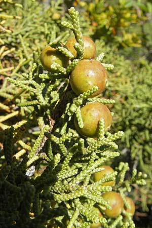 Juniperus phoenicea \ Phnizischer Wacholder / Phoenicean Juniper, F Le Rozier (Tarn) 28.5.2009