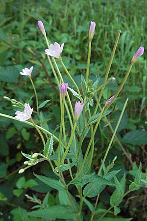 Epilobium montanum \ Berg-Weidenrschen / Broad-Leaved Willowherb, F Allevard 11.6.2006