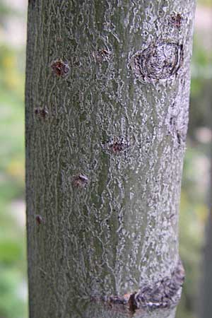 Salix lapponum \ Lappland-Weide / Lapland Willow, F Pyrenäen/Pyrenees, Eyne 25.6.2008