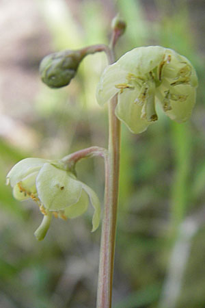 Pyrola chlorantha \ Grnbltiges Wintergrn / Green Pyrola, F Le Rozier (Tarn) 28.5.2009