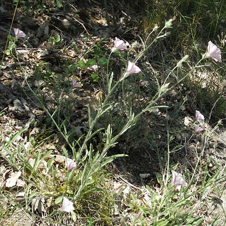 Convolvulus cantabrica \ Kantabrische Winde, F Millau 8.6.2006