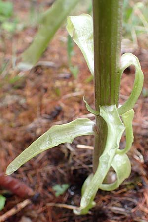 Petasites albus \ Weie Pestwurz, F Guillaumes 30.4.2023