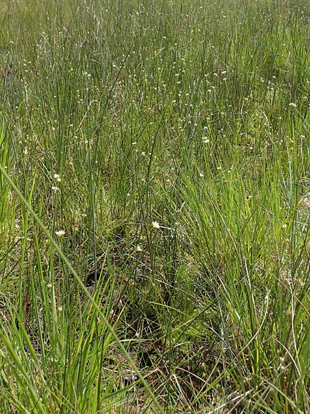 Rhynchospora alba \ Weie Schnabelbinse, Weies Schnabelried / White Beak Sedge, F Bitche 15.8.2021