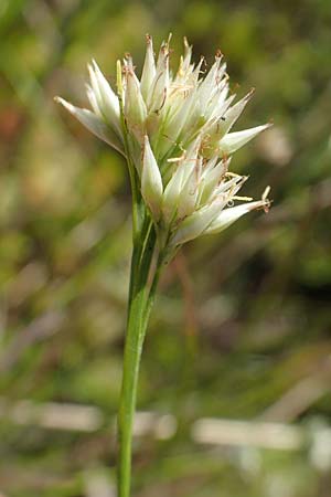 Rhynchospora alba \ Weie Schnabelbinse, Weies Schnabelried, F Bitche 15.8.2021