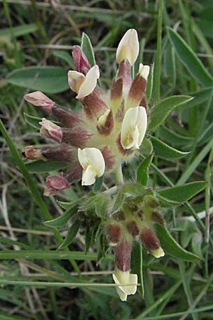 Anthyllis vulneraria subsp. vulnerarioides \ Falscher Wundklee / False Kidney Vetch, F Causse du Larzac 15.5.2007