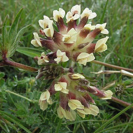 Anthyllis vulneraria subsp. vulnerarioides \ Falscher Wundklee / False Kidney Vetch, F Severac-le-Chateau 16.5.2007