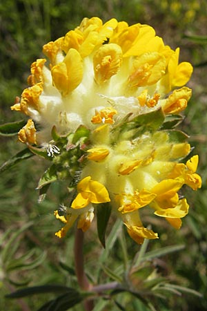 Anthyllis vulneraria subsp. polyphylla \ Steppen-Wundklee, Ungarischer Wundklee / Many-Leaved Kidney Vetch, F Causse du Larzac 3.6.2009