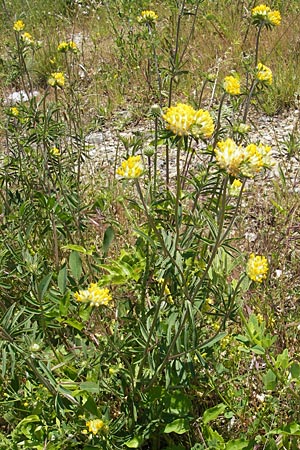 Anthyllis vulneraria subsp. polyphylla \ Steppen-Wundklee, Ungarischer Wundklee, F Causse du Larzac 3.6.2009