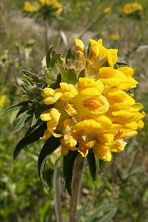 Anthyllis vulneraria subsp. polyphylla \ Steppen-Wundklee, Ungarischer Wundklee / Many-Leaved Kidney Vetch, F Causse du Larzac 3.6.2009