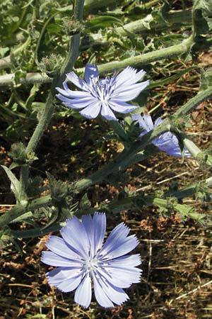 Cichorium intybus \ Gemeine Wegwarte, Zichorie, F Dept. Gard, Remoulins 7.6.2006