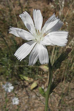 Cichorium intybus / Chicory, F Mauguio 7.6.2006