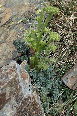 Xatardia scabra / Xatardia, F Pyrenees, Puigmal 1.8.2018