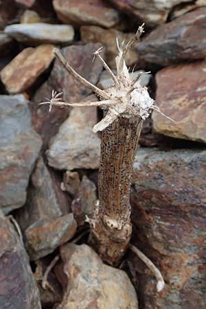 Xatardia scabra \ Xatardie / Xatardia, F Pyrenäen/Pyrenees, Puigmal 1.8.2018