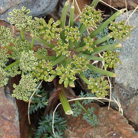 Xatardia scabra / Xatardia, F Pyrenees, Puigmal 1.8.2018