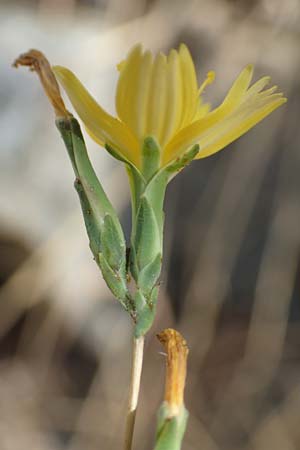 Lactuca viminea subsp. chondrilliflora \ Westlicher Ruten-Lattich, F Pyrenäen, Caranca - Schlucht 30.7.2018