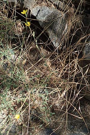 Lactuca viminea subsp. chondrilliflora \ Westlicher Ruten-Lattich / Skeletonweed-Flowered Lettuce, F Pyrenäen/Pyrenees, Caranca - Schlucht / Gorge 30.7.2018