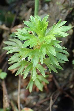 Saxifraga geranioides ? \ Storchschnabel-Steinbrech, F Pyrenäen, Eyne 4.8.2018