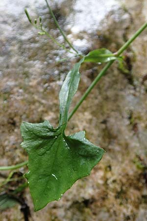 Mycelis muralis \ Gemeiner Mauer-Lattich / Wall Lettuce, F Pyrenäen/Pyrenees, Gorges de la Fou 10.8.2018