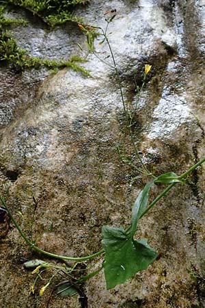 Mycelis muralis \ Gemeiner Mauer-Lattich / Wall Lettuce, F Pyrenäen/Pyrenees, Gorges de la Fou 10.8.2018