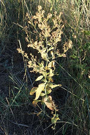 Lepidium latifolium \ Breitblättrige Kresse / Dittander, F Canet-en-Roussillon 11.8.2018