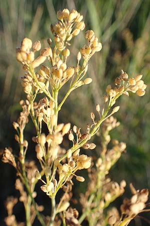 Lepidium latifolium \ Breitblttrige Kresse / Dittander, F Canet-en-Roussillon 11.8.2018