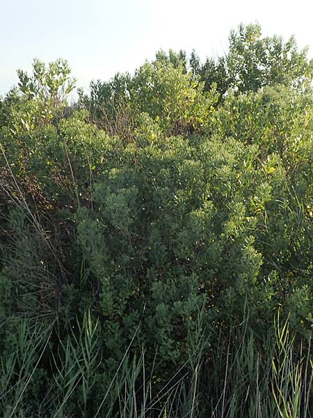 Baccharis halimifolia \ Kreuz-Strauch / Eastern Baccharius, Eastern False Willow, F Canet-en-Roussillon 11.8.2018