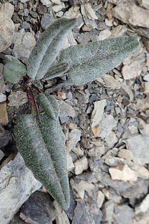 Adenostyles leucophylla ? \ Weifilziger Alpendost, F Col de la Bonette 8.7.2016