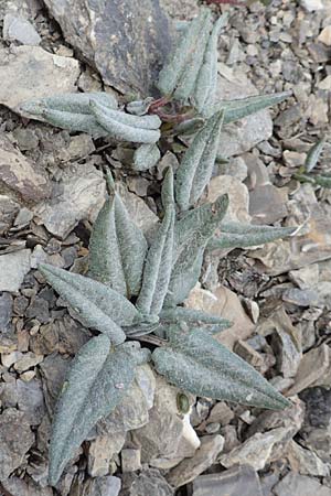 Adenostyles leucophylla ? \ Weifilziger Alpendost, F Col de la Bonette 8.7.2016