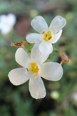 Chaenostoma cordatum \ Schneeflockenblume, Bacopa, F Pyrenäen, Err 31.7.2018