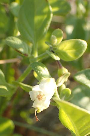 Salpichroa origanifolia \ Trompetenblume / Cock's Eggs, F Canet-en-Roussillon 11.8.2018