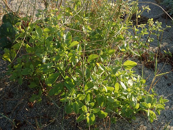 Salpichroa origanifolia \ Trompetenblume / Cock's Eggs, F Canet-en-Roussillon 11.8.2018