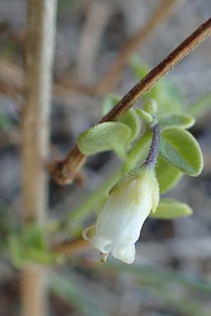 Salpichroa origanifolia \ Trompetenblume / Cock's Eggs, F Canet-en-Roussillon 11.8.2018