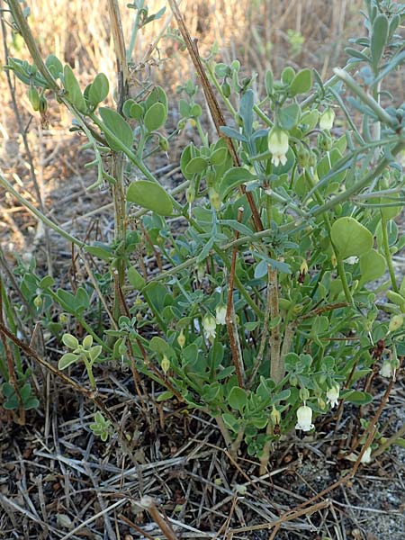 Salpichroa origanifolia \ Trompetenblume / Cock's Eggs, F Canet-en-Roussillon 11.8.2018