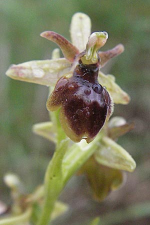 Ophrys araneola x aymoninii, F   Causse du Larzac 15.5.2007 