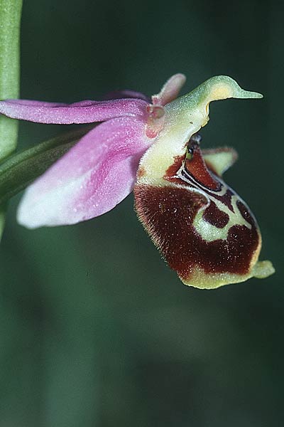 Ophrys truncata \ Gestutzte Hummel-Ragwurz / Truncated Bee Orchid, F  Toulouse 30.5.2000 