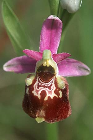 Ophrys souchei \ Souches Hummel-Ragwurz / Vaucluse Late Spider Orchid, F  Orange 4.6.2004 