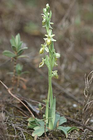 Ophrys exaltata subsp. arachnitiformis farbvariante_color-variant \ Spinnenähnliche Ragwurz / False Spider Orchid, F  Blausasc 29.3.2003 