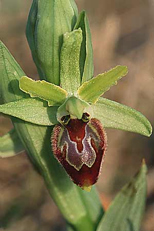 Ophrys exaltata subsp. arachnitiformis \ Spinnenähnliche Ragwurz / False Spider Orchid, F  Frontignan 19.3.1999 