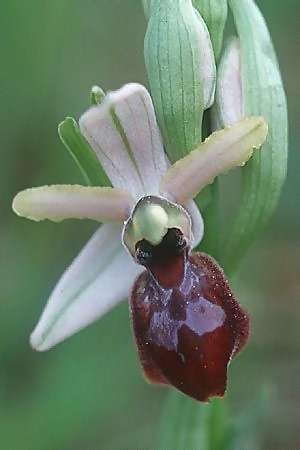 Ophrys exaltata subsp. arachnitiformis \ Spinnenähnliche Ragwurz, F  Maures, Pierrefeu 19.3.1999 