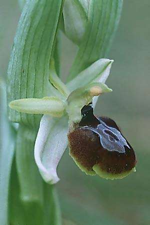 Ophrys exaltata subsp. arachnitiformis \ Spinnenähnliche Ragwurz / False Spider Orchid, F  Dept. Var, Carqueiranne 6.3.2000 