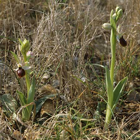 Ophrys exaltata subsp. arachnitiformis \ Spinnenähnliche Ragwurz / False Spider Orchid, F  Cassis 7.3.2000 