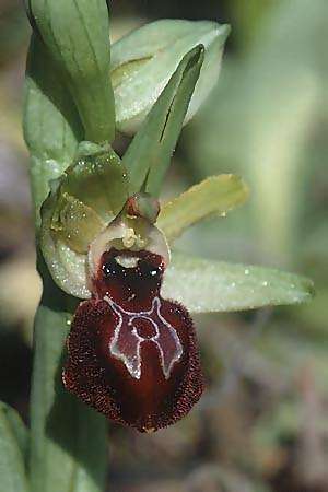 Westliche Ophrys exaltata subsp. arachnitiformis, F  Charbieux 9.3.2000 