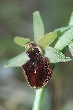 Ophrys exaltata subsp. arachnitiformis \ Spinnenähnliche Ragwurz / False Spider Orchid, F  Toreilles 10.3.2001 