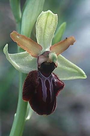 Ophrys exaltata subsp. arachnitiformis \ Spinnenähnliche Ragwurz / False Spider Orchid, F  Toreilles 10.3.2001 