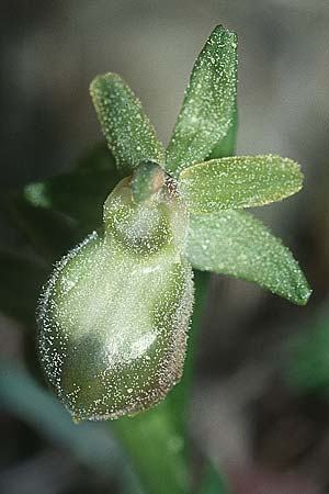 Ophrys exaltata subsp. arachnitiformis farbvariante_color-variant \ Spinnenähnliche Ragwurz / False Spider Orchid, F  Montagne de la Clape 10.3.2001 