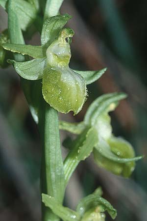 Ophrys exaltata subsp. arachnitiformis farbvariante_color-variant \ Spinnenähnliche Ragwurz / False Spider Orchid, F  Chanas 12.3.2001 