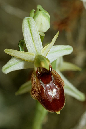 Ophrys exaltata subsp. arachnitiformis \ Spinnenähnliche Ragwurz, F  S.Paul-en-Foret 30.3.2002 